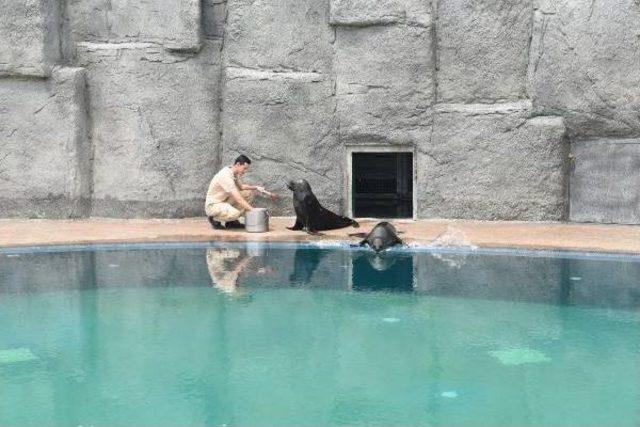 Bursa Zoo’Nun Yeni Misafirleri Fok Ve Penguen