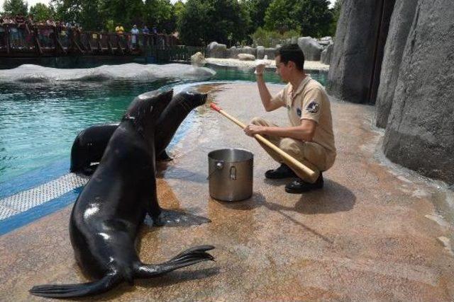 Bursa Zoo’Nun Yeni Misafirleri Fok Ve Penguen