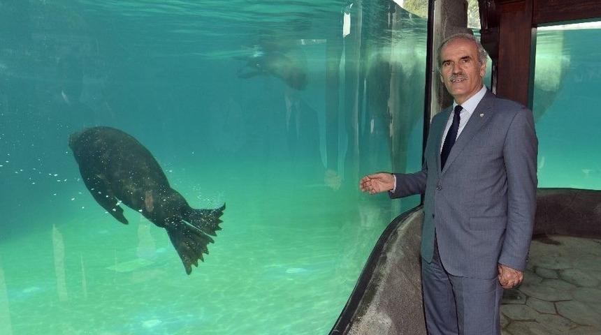 Bursa Zoo’nun Yeni Misafirleri Fok Ve Penguen