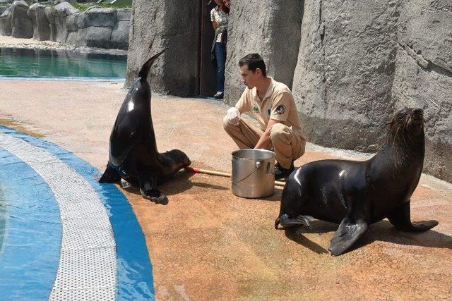 Bursa Zoo’nun Yeni Misafirleri Fok Ve Penguen