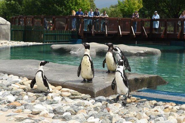 Bursa Zoo’nun Yeni Misafirleri Fok Ve Penguen