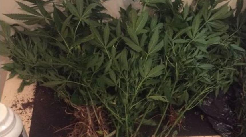 Marmaris&rsquo;te 2,5 Kilogram Esrar Ele Ge&ccedil;irildi