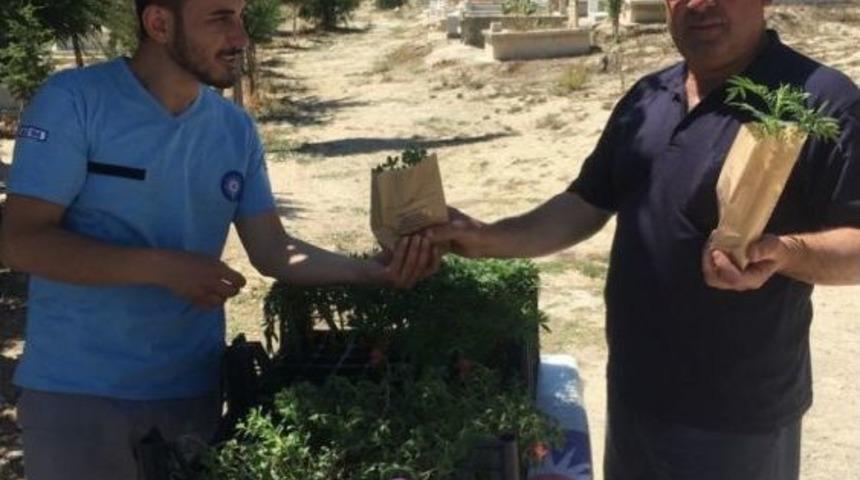 B&uuml;y&uuml;kşehir Mezarlıklarda Fidan Dağıttı