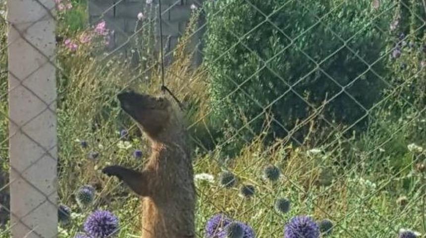 Koruma Altındaki Firavun Faresi, Telef Edilip Asıldı