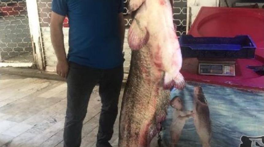 İznik G&ouml;l&uuml;&rsquo;Nde 2 Metre Boyunda Yayın Balığı Yakalandı