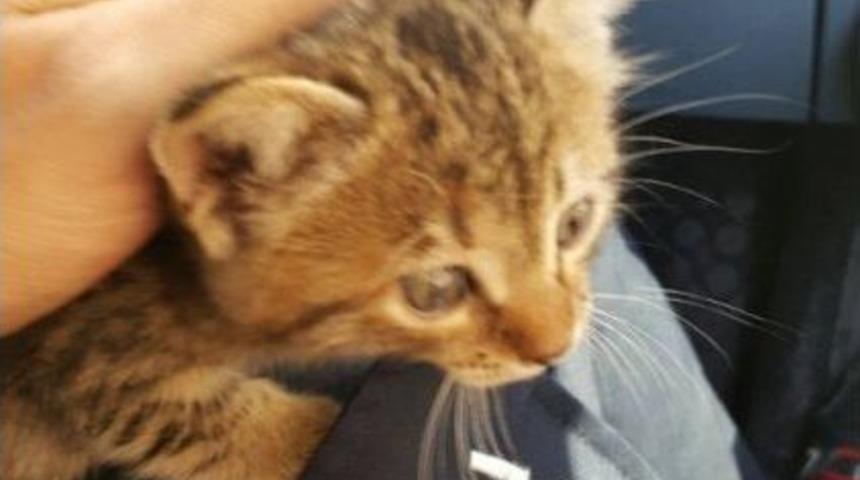 Yaz Aylarında Da Ara&ccedil; Motorlarına Dikkat