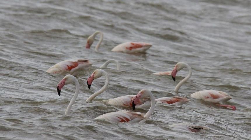 Flamingolar Van&rsquo;a Geldi