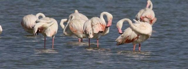 Flamingolar Van’a Geldi