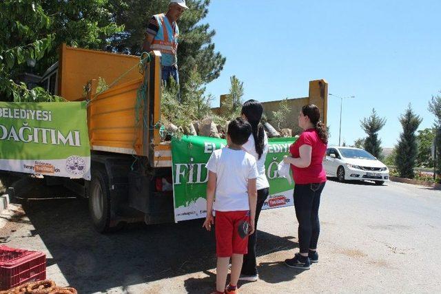 Elazığ’da Mezarlıklarda 10 Bin Fidan Dağıtıldı