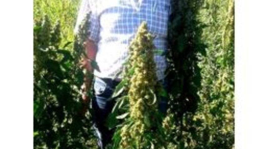 Sarıg&ouml;l&rsquo;de Kinoa Bitkisi Yetiştirildi