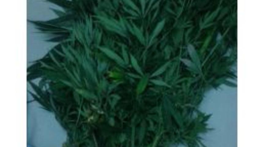 Evinin Bah&ccedil;esine Hint Keneviri Ekmiş