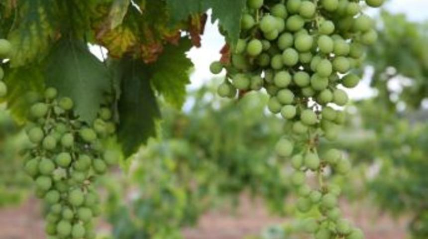 Buca &Uuml;z&uuml;m Bağı İlk Hasada Hazırlanıyor