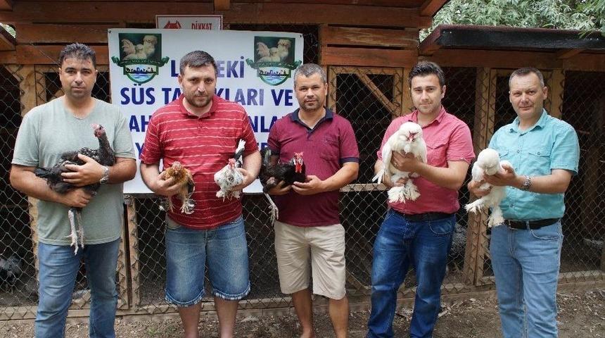 (&ouml;zel Haber) Milli Tavuk Irkları Koruma Altına Alınıyor