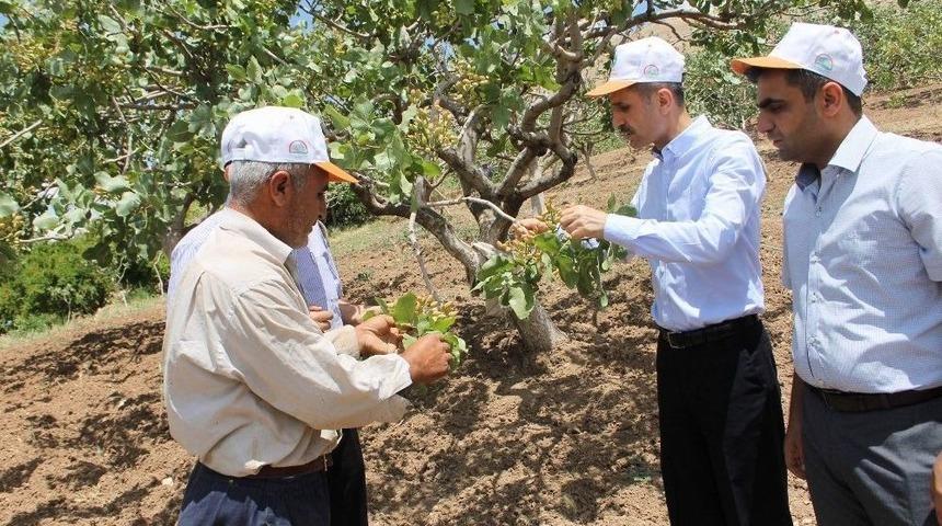 Siirt&rsquo;te Fıstık &Uuml;reticisi Y&uuml;ksek Rekolte Bekliyor