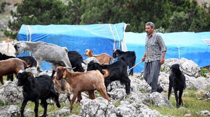 Mersin&rsquo;de Hayvan Destekleri Hayvancılık İ&ccedil;in Umut Oluyor