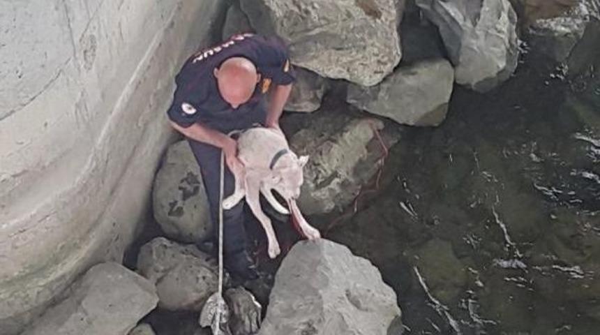 Mahsur Kalan K&ouml;peği 55 Yaşındaki Itfaiye Eri Kurtardı