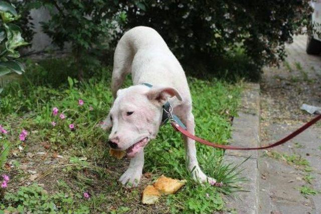 Mahsur Kalan Köpeği 55 Yaşındaki Itfaiye Eri Kurtardı