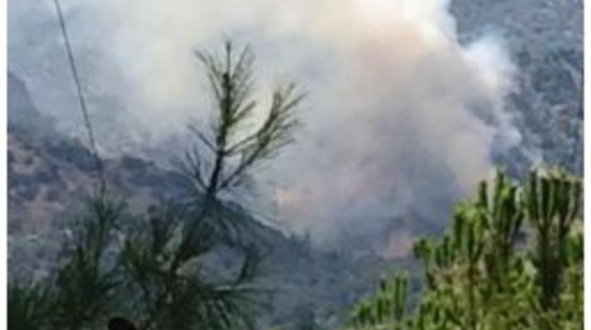 Sultanhisar&rsquo;da Orman Yangını