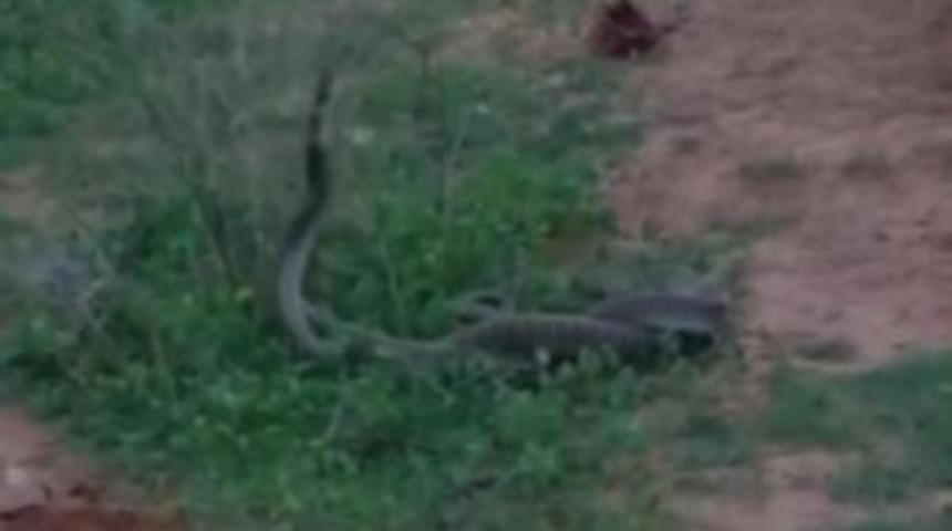 Hindistan&rsquo;Da Kobraların Dansı Izleyenleri B&uuml;y&uuml;ledi