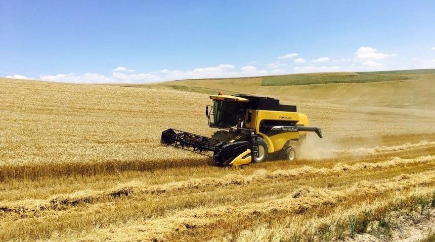 Sungurlu&rsquo;da İlk Buğday Hasadı Yapıldı