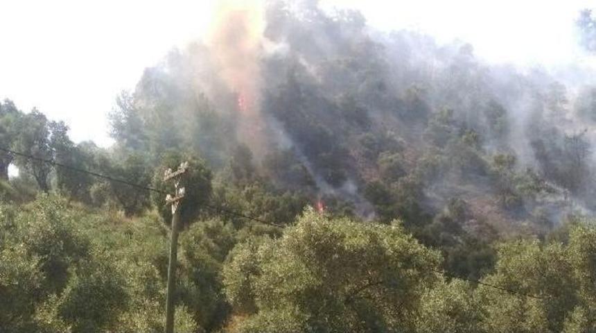 Aydın'da 50 D&ouml;n&uuml;ml&uuml;k Zeytinlik Alan Yandı