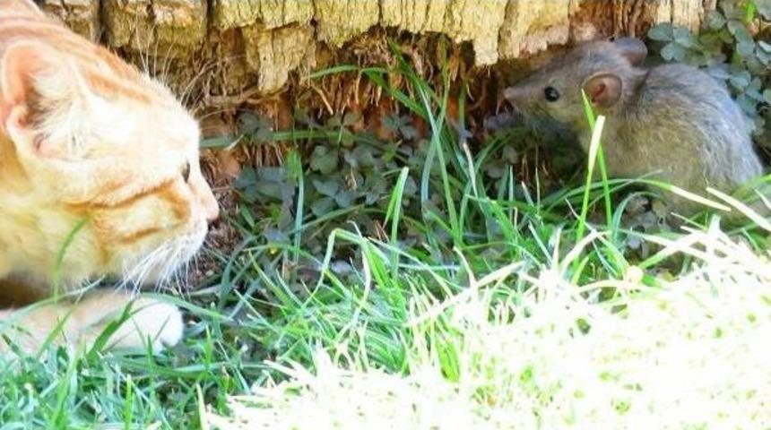 Kedinin Fareyle Oyunu