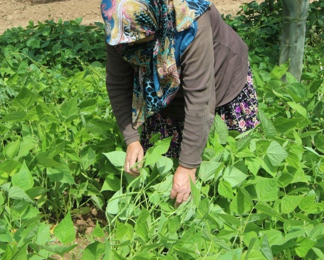 (&ouml;zel Haber) Taze Fasulye Altın &Ccedil;ağını Yaşıyor