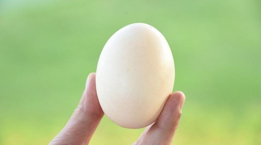 Yumurtadan Yumurta &Ccedil;ıktı