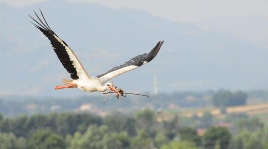 Leylek Ormanı'nda G&ouml;rsel Ş&ouml;len