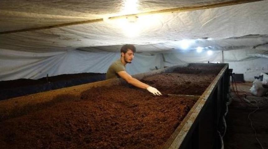 G&uuml;bre &Uuml;retmek Isteyenler I&ccedil;in &lsquo;Solucan Oteli&rsquo; A&ccedil;tı