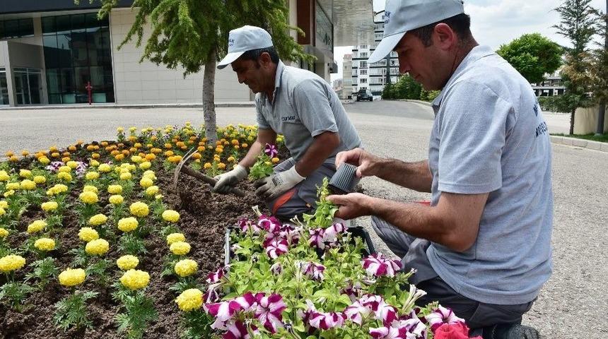 Yaz Geldi Mamak Yeşillendi