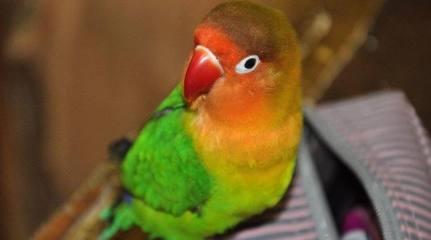 (&ouml;zel Haber) Bu Papağan G&ouml;renleri Şaşkına &Ccedil;eviriyor