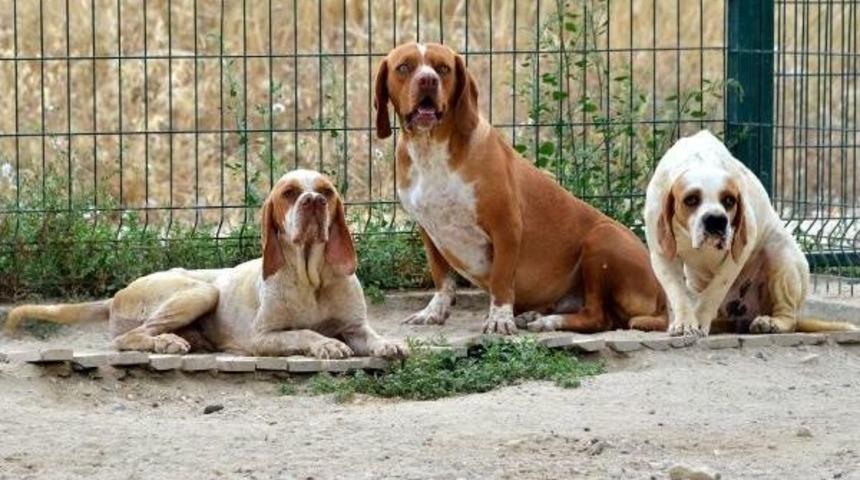 &Ccedil;atalburun Irkı Saflaştırılıyor