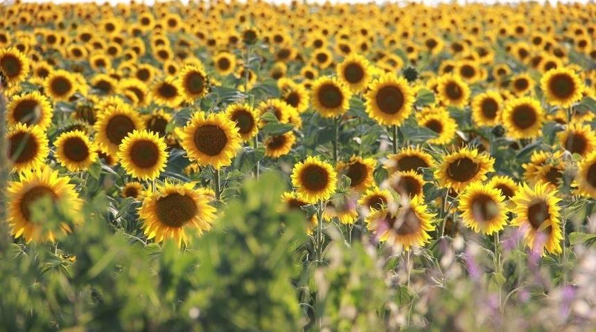 (&ouml;zel Haber) Tarlaların &lsquo;sarı Gelini&rsquo; G&ouml;rsel Ş&ouml;len Sunuyor