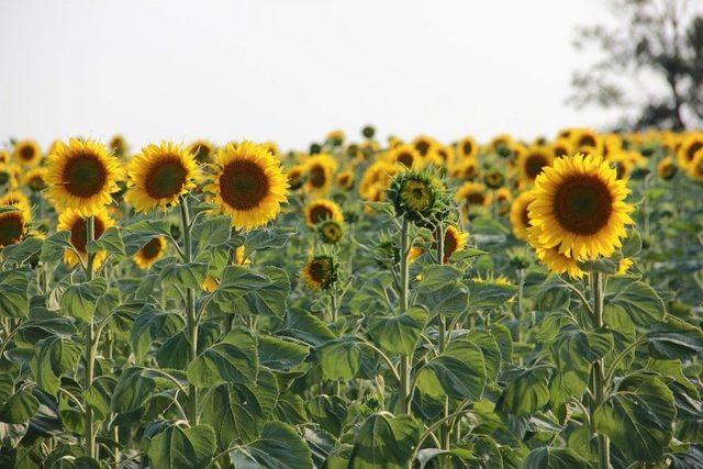 (özel Haber) Tarlaların ‘sarı Gelini’ Görsel Şölen Sunuyor