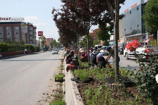 Sincan Caddelerinden Gül Kokuları Yükseliyor