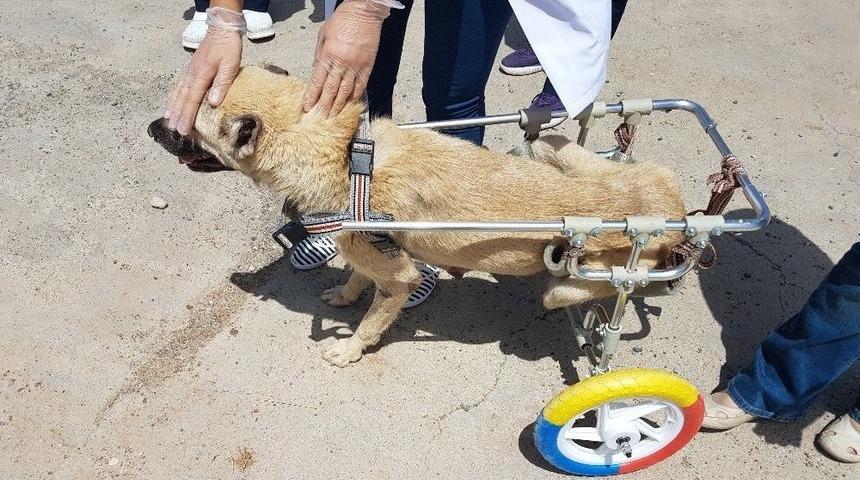 Aracının Motoruna Sıkışan Kedi Hayatını Değiştirdi