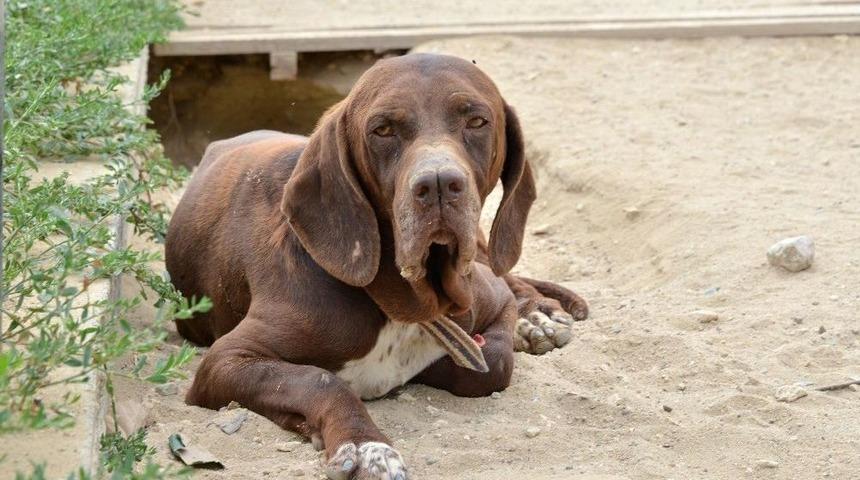 &Ccedil;atalburun Irkı Saflaşıyor