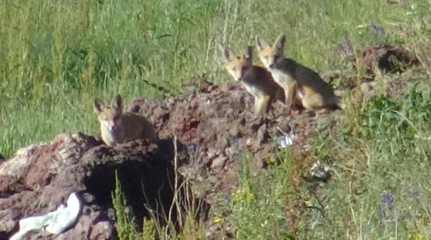 Yavru Tilkiler Annelerinin Yiyecek Getirmesini Yuvaları &Uuml;zerinde Bekliyor