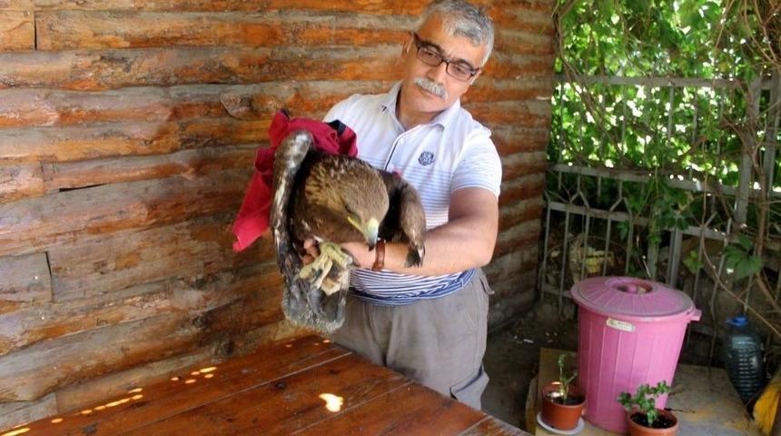 Kaya Kartalı Satışına Ceza Yağdı