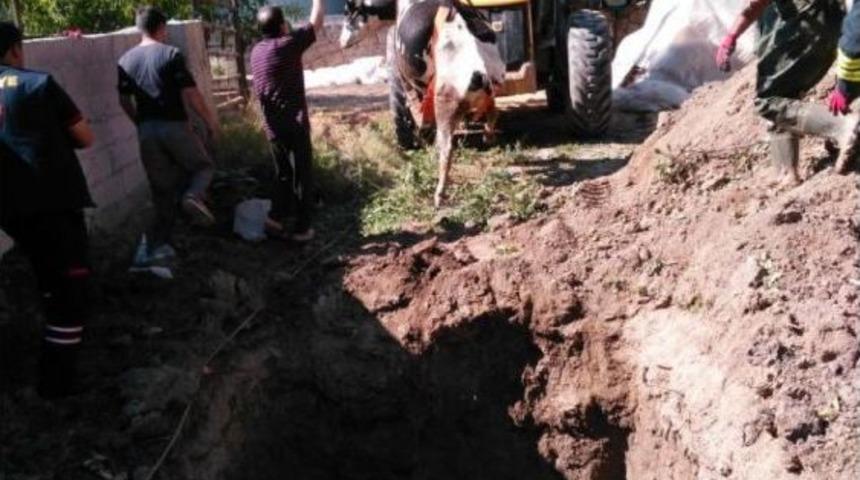 Konya&rsquo;da &Ccedil;ukura D&uuml;şen İneği İtfaiye Kurtardı