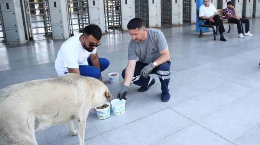 Başakşehir&rsquo;de Sokak Hayvanları Sıcak Havada Da Yalnız Değil