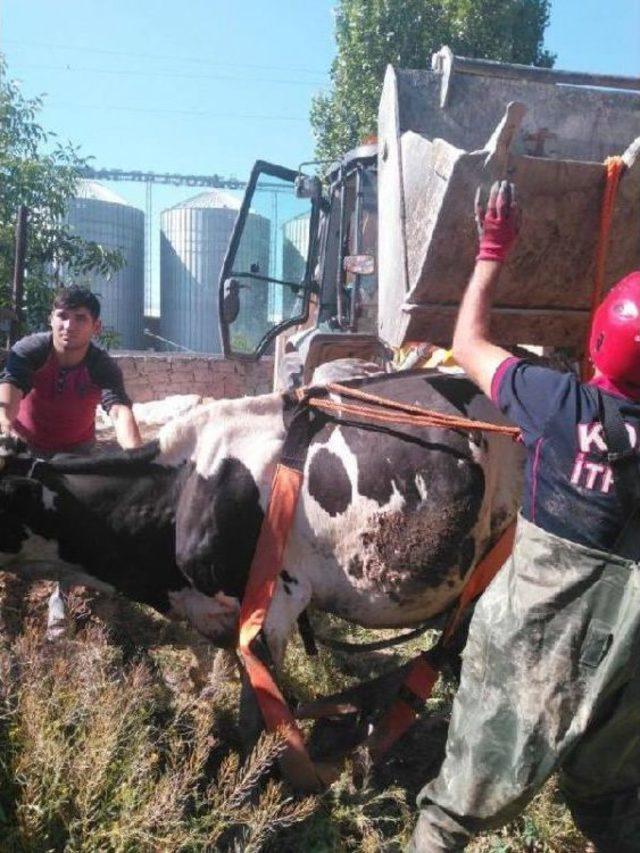 Kuyuya Düşen Ineği Itfaiye Kurtardı