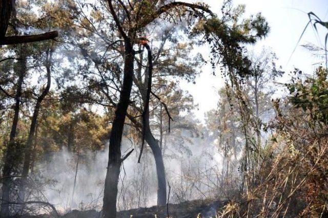 Antalya'da Orman Yangını