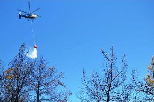 Ayvalık Adaları Tabiat Parkı'ndaki Yangın Ucuz Atlatıldı