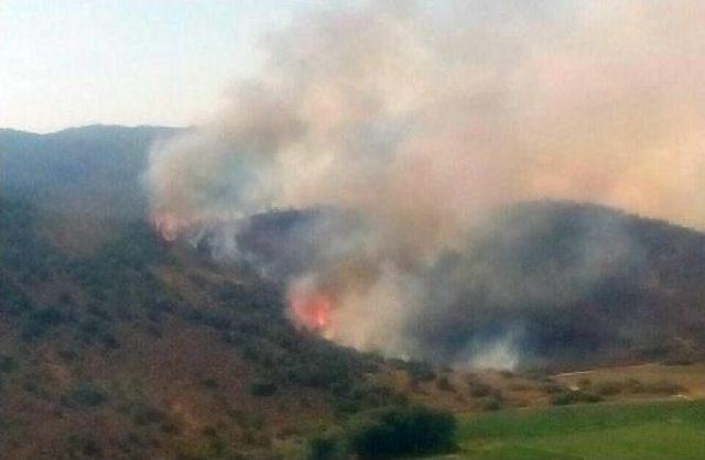 Milas'ta Tarım Alanında Çıkan Yangın Ormanı Da Yaktı