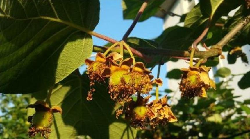 Ordu Kivisi Marka Yolunda