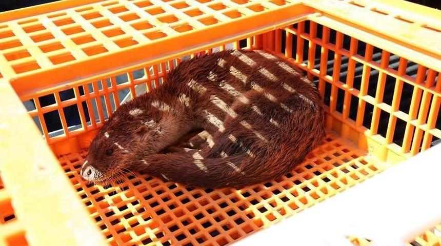 İş Yerine Giren Su Samuru Doğal Yaşam Ortamına Geri Bırakıldı