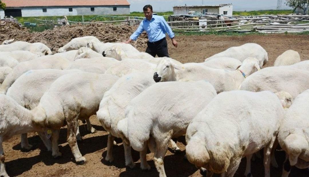 Akt&uuml;rk: "meralarımızdan Ellerini &Ccedil;eksinler"