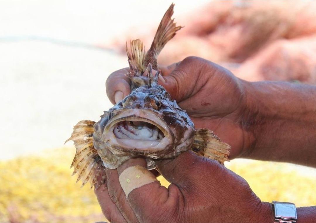Dışı Zehirli, Tadı Lezzetli Balık